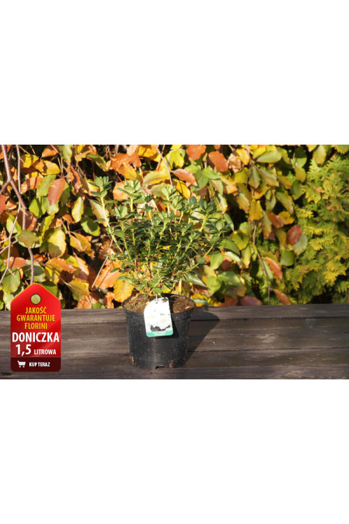 Azalia japońska 'Petticoat' Azalea japonica