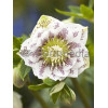 Ciemiernik orientalny 'Double Ellen White Spotted' | Helleborus orientalis