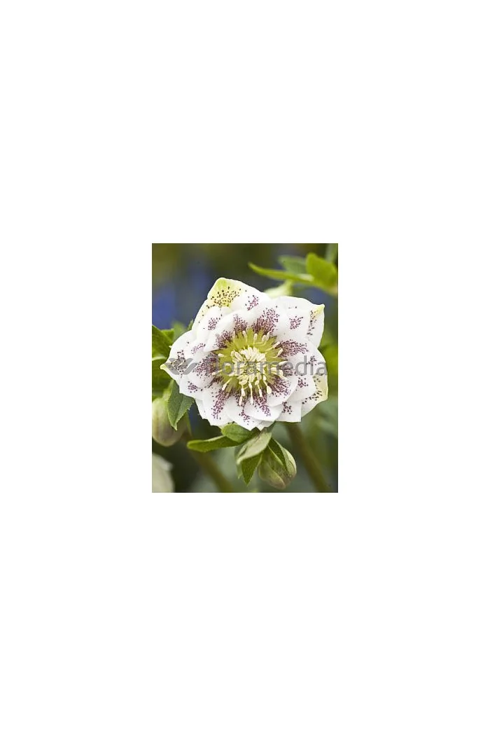Ciemiernik orientalny 'Double Ellen White Spotted' | Helleborus orientalis