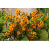Języczka pomarańczowa 'Othello' Ligularia dentata