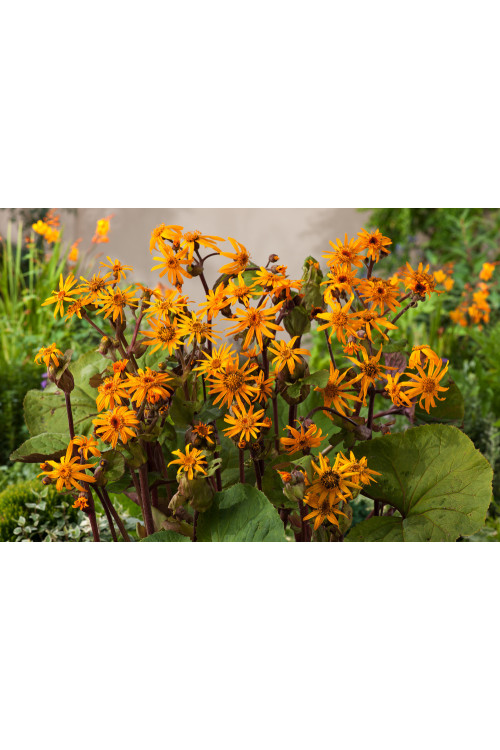 Języczka pomarańczowa 'Othello' Ligularia dentata