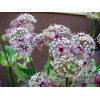 Jarzmianka większa | Astrantia major