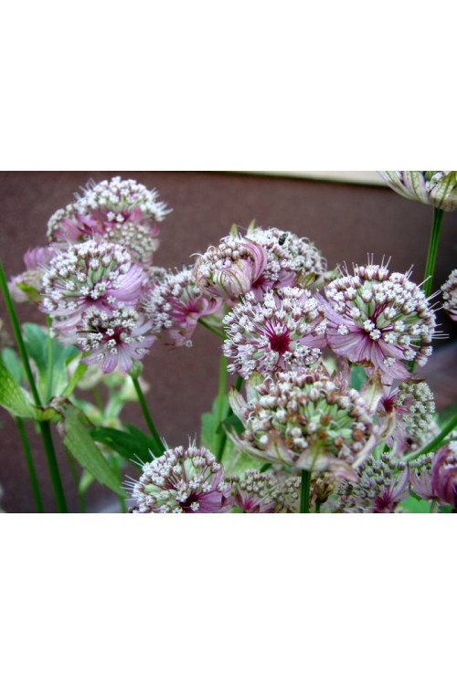 Jarzmianka większa | Astrantia major
