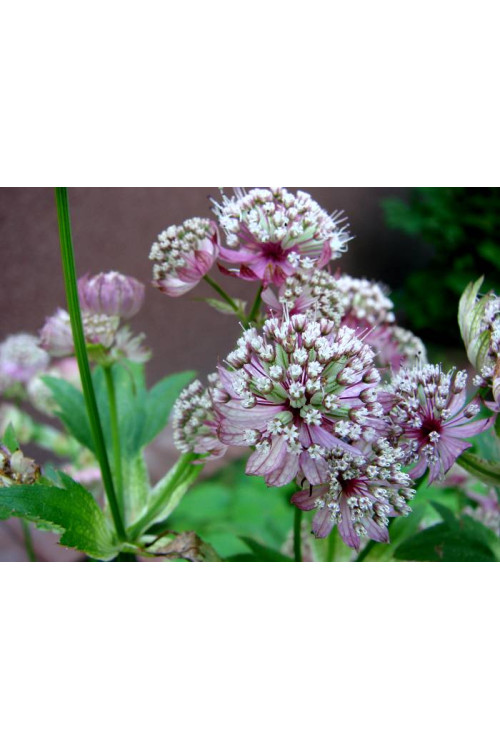Jarzmianka większa | Astrantia major