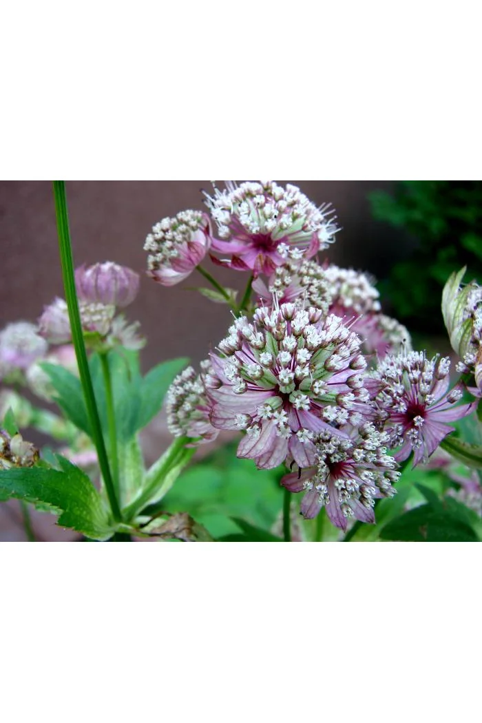 Jarzmianka większa | Astrantia major