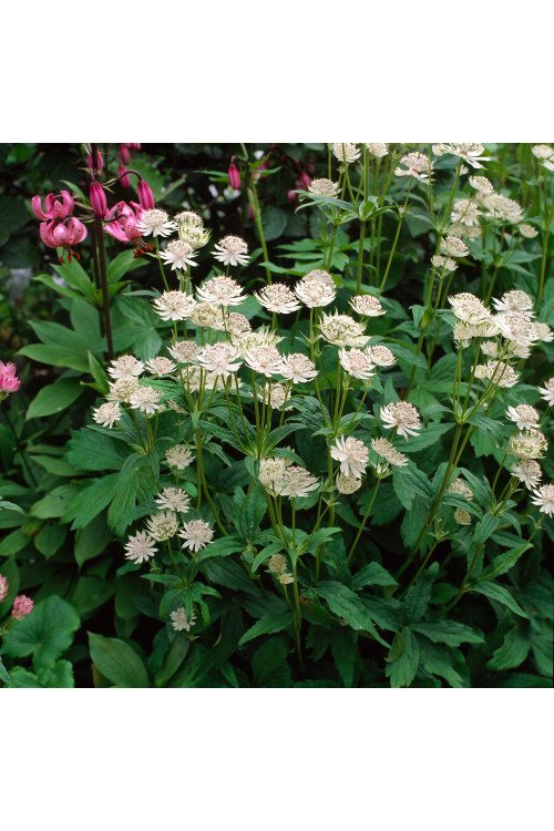 Jarzmianka większa | Astrantia major