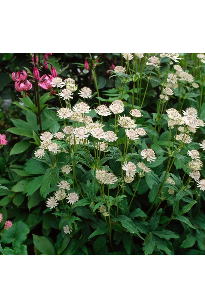 Jarzmianka większa | Astrantia major