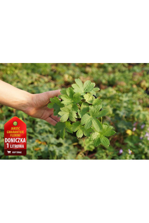 Jarzmianka większa | Astrantia major