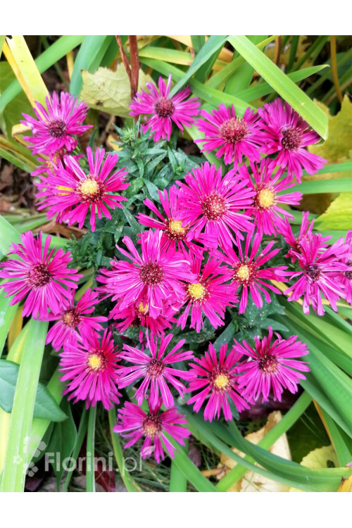 Aster krzaczasty 'Jenny' | Aster dumosus