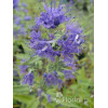 Barbula klandońska 'Kew Blue' | Caryopteris x clandonensis