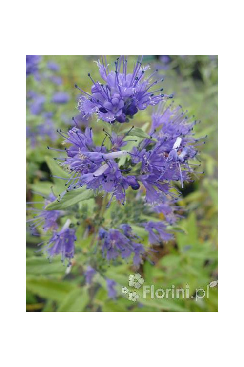 Barbula klandońska 'Kew Blue' | Caryopteris x clandonensis