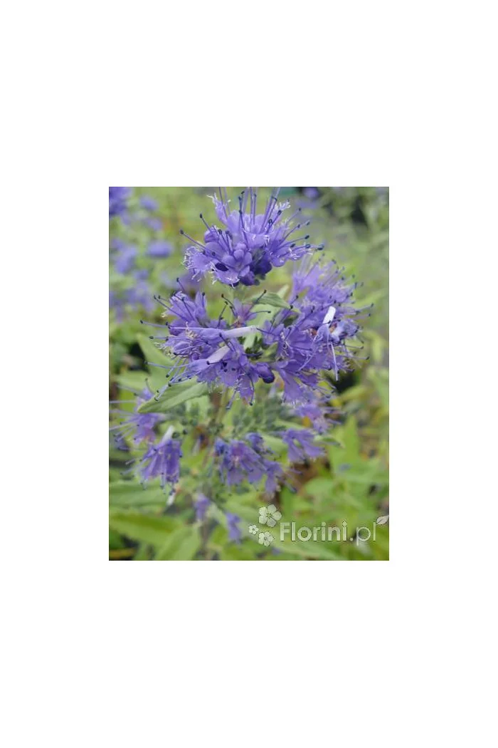 Barbula klandońska 'Kew Blue' | Caryopteris x clandonensis