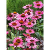Jeżówka purpurowa 'Magnus' | Echinacea purpurea