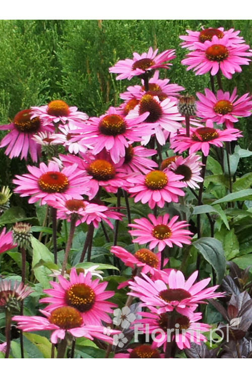 Jeżówka purpurowa 'Magnus' | Echinacea purpurea