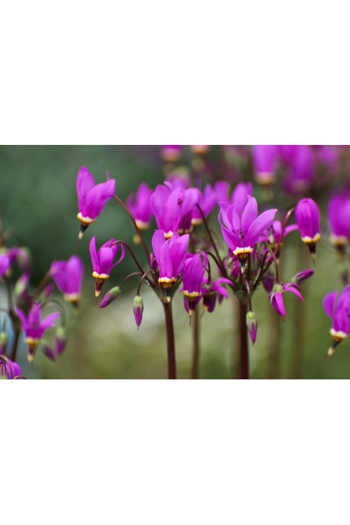 Bożykwiat Meada 'Rote Farbe' | Dodecatheon meadia