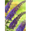 Budleja Dawida 'Empire Blue' | Buddleja dawidii