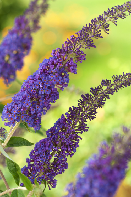 Budleja Dawida 'Empire Blue' | Buddleja dawidii