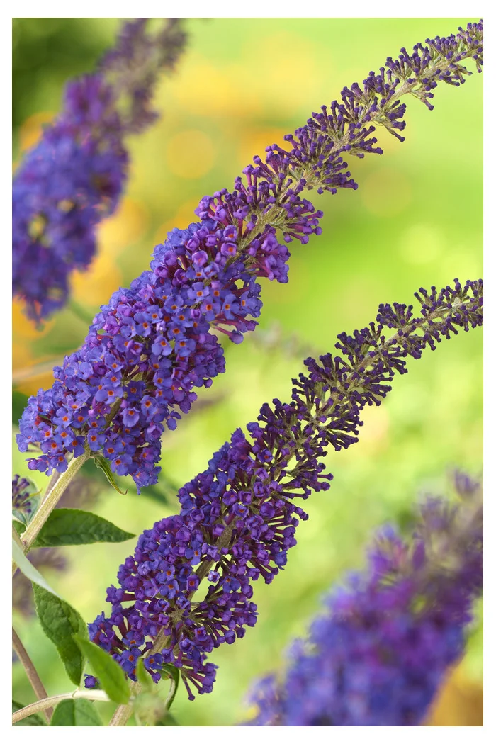 Budleja Dawida 'Empire Blue' | Buddleja dawidii