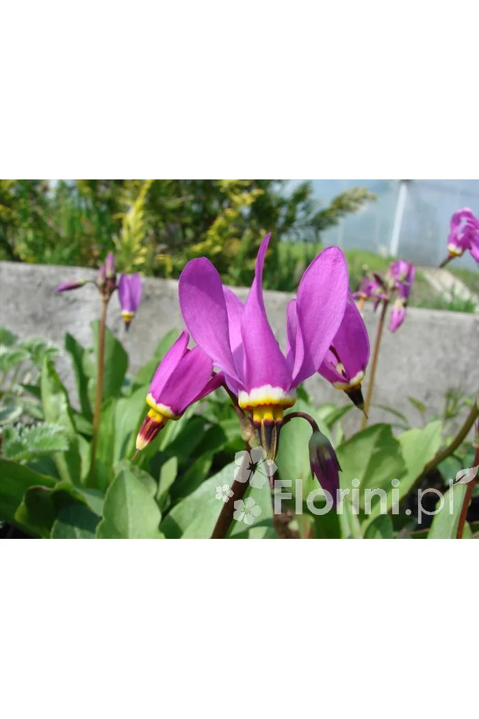 Bożykwiat Meada 'Rote Farbe' | Dodecatheon meadia