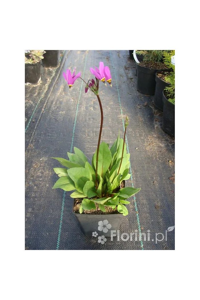 Bożykwiat Meada 'Rote Farbe' | Dodecatheon meadia
