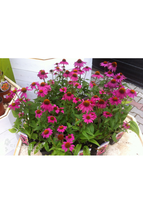Jeżówka purpurowa 'Pow Wow Wild Berry' | Echinacea purpurea