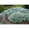 Bylica Schmidta 'Silver Mound'| Artemisia schmidtiana