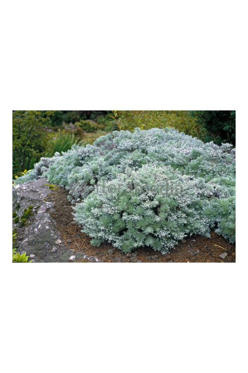 Bylica Schmidta 'Silver Mound'| Artemisia schmidtiana