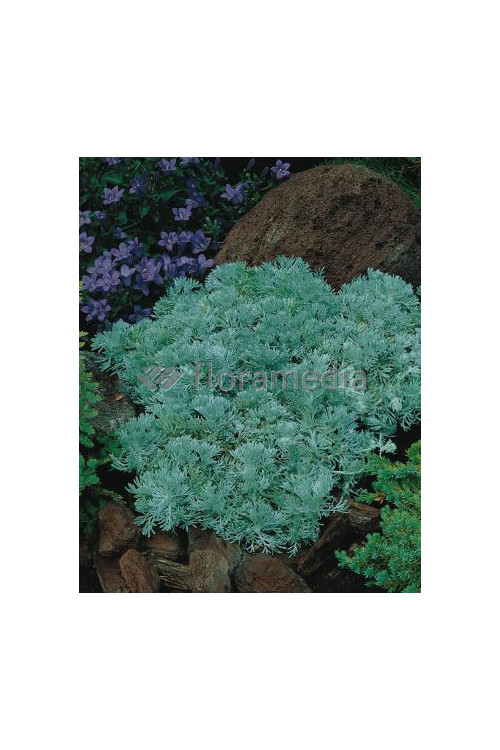 Bylica Schmidta 'Silver Mound'| Artemisia schmidtiana