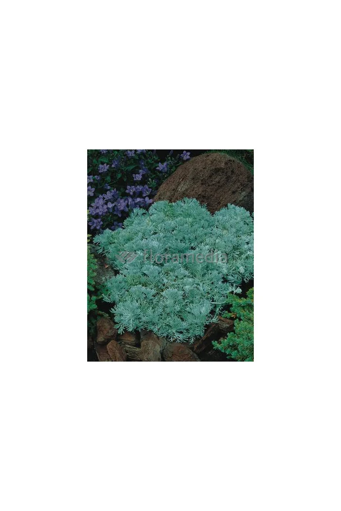 Bylica Schmidta 'Silver Mound'| Artemisia schmidtiana