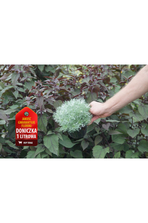 Bylica Schmidta 'Silver Mound'| Artemisia schmidtiana