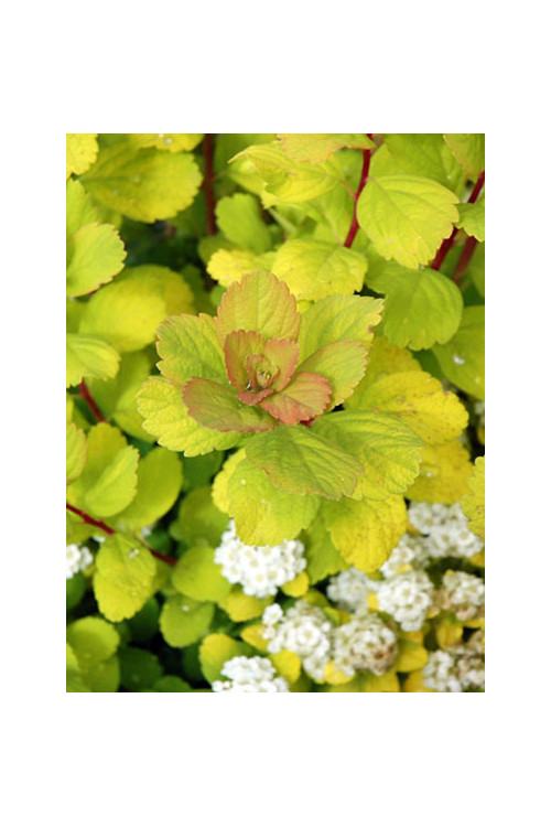 Tawuła brzozolistna 'Tor Gold' | Spiraea betulifolia
