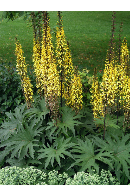 Języczka przewalskiego | Ligularia przewalskii