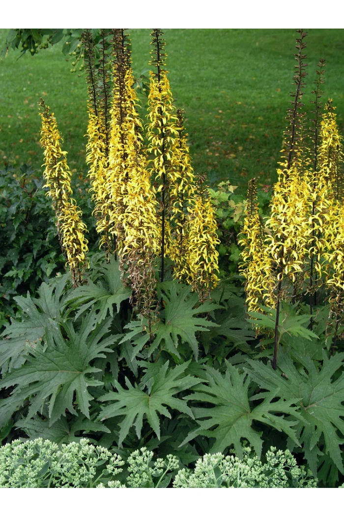 Języczka przewalskiego | Ligularia przewalskii