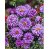 Aster nowobelgijski 'Marie Ballard' Aster novi-belgii