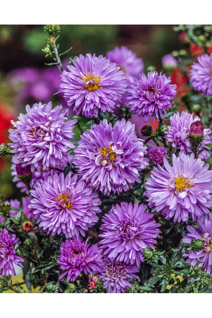 Aster nowobelgijski 'Marie Ballard' Aster novi-belgii