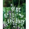Odętka wirginijska 'Alba' | Physostegia virginiana