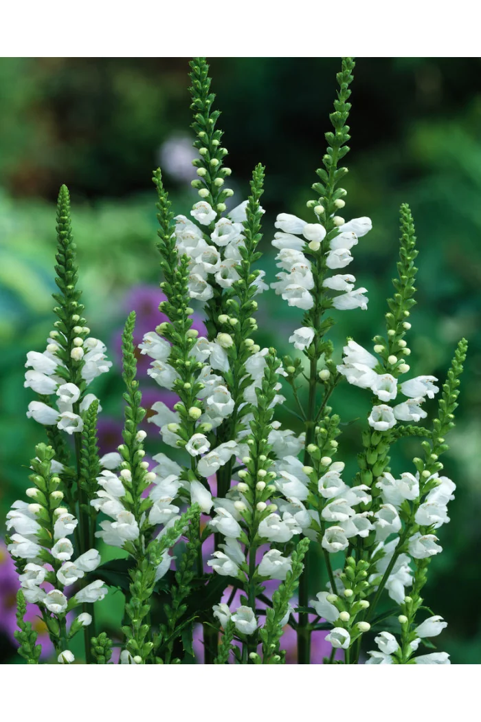 Odętka wirginijska 'Alba' | Physostegia virginiana