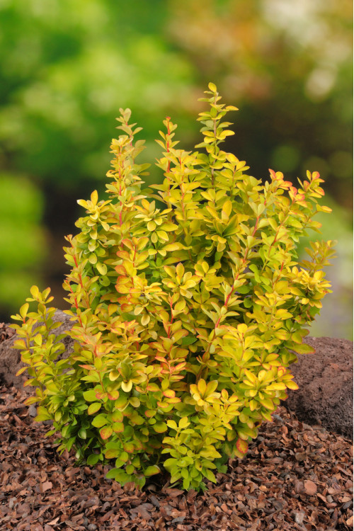 Berberys Thunberga 'Maria' | Berberis thunbergii