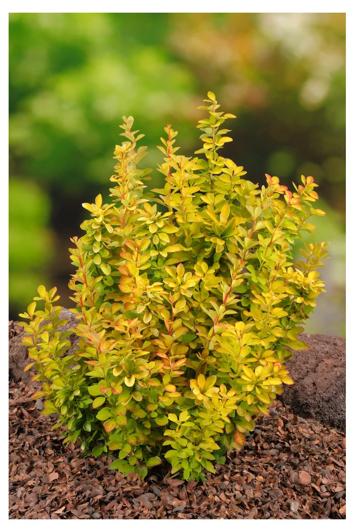 Berberys Thunberga 'Maria' | Berberis thunbergii