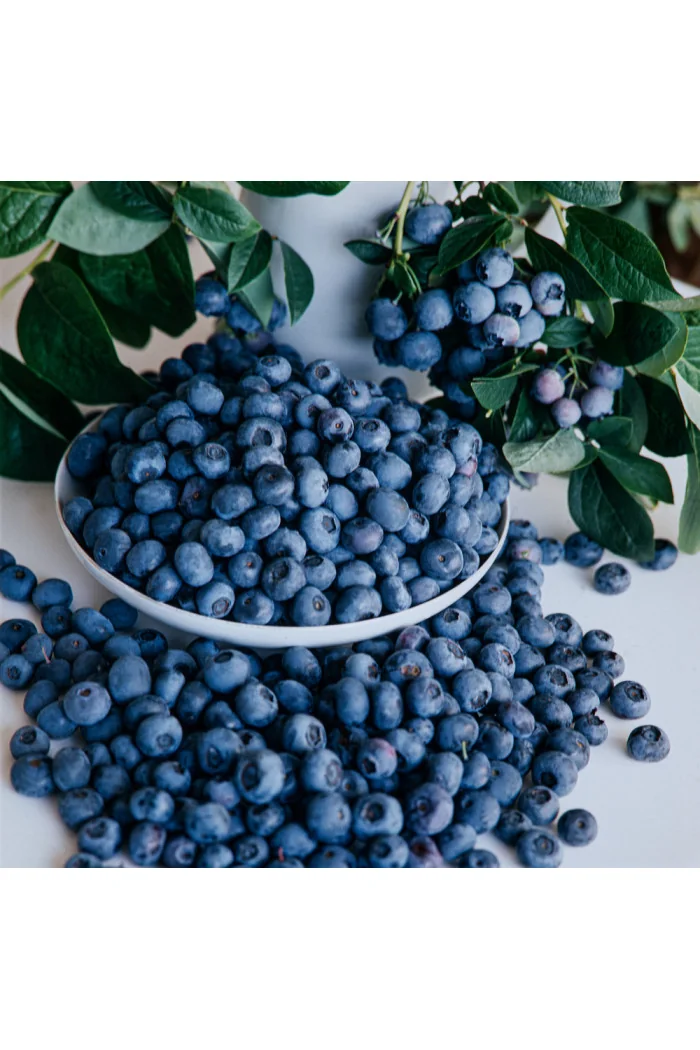 Borówka wysoka (amerykańska) 'Duke' | Vaccinium corymbosum