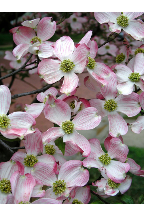Dereń kwiecisty | Cornus florida
