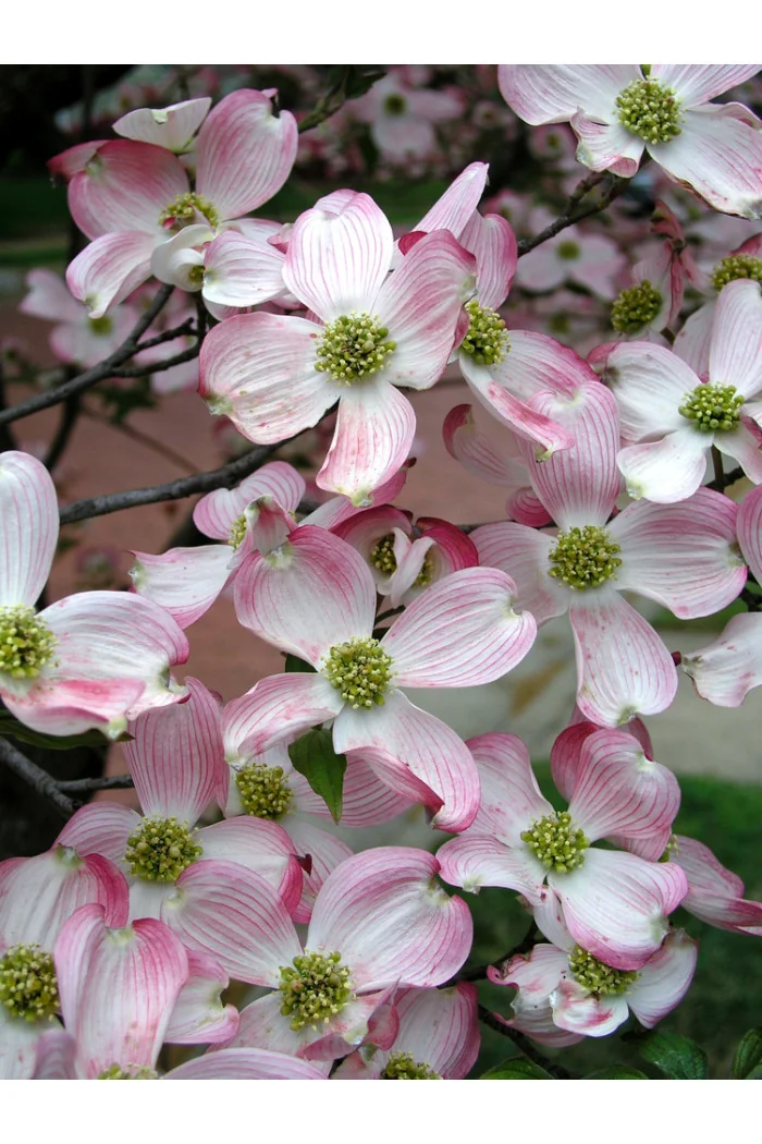 Dereń kwiecisty | Cornus florida