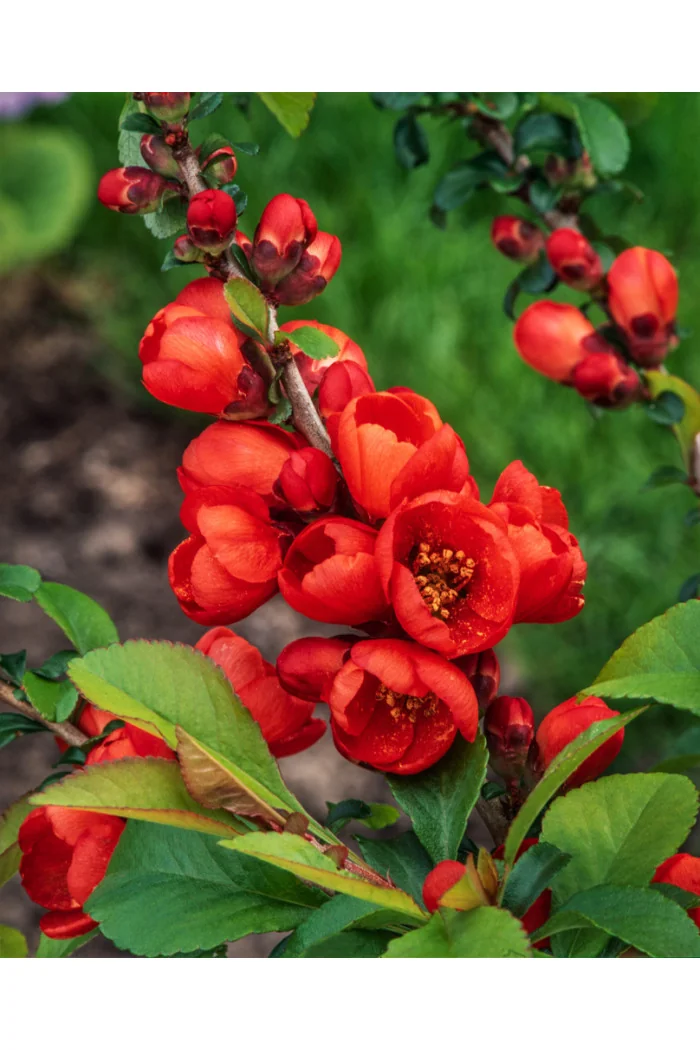 Pigwowiec 'Crimson and Gold' Chaenomeles × superba