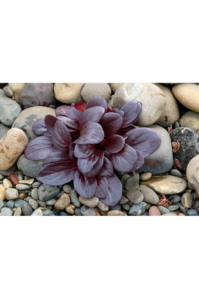 Bergenia 'Early Brilliance Magenta' | Bergenia