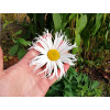 Złocień 'Sweet Daisy Cher' Leucanthemum x superbum