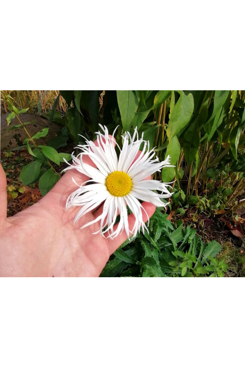 Złocień 'Sweet Daisy Cher' Leucanthemum x superbum
