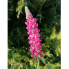 Łubin niski 'Gallery Rose' Lupinus nanus russell