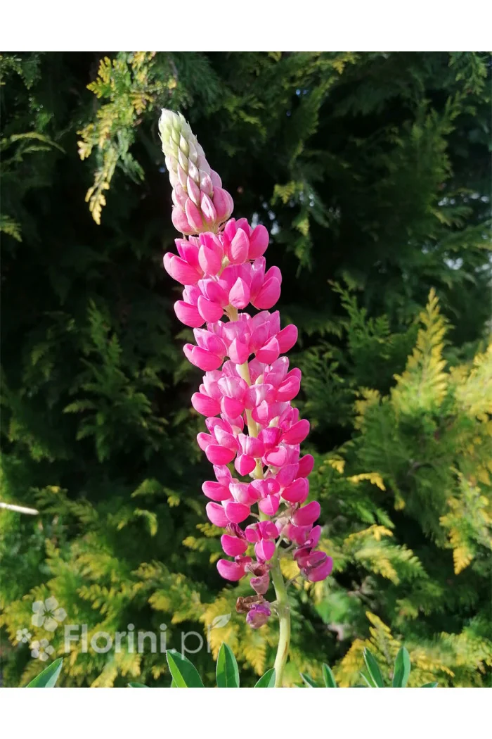 Łubin niski 'Gallery Rose' Lupinus nanus russell