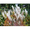 Miskant chiński 'Dronning Ingrid' | Miscanthus sinensis