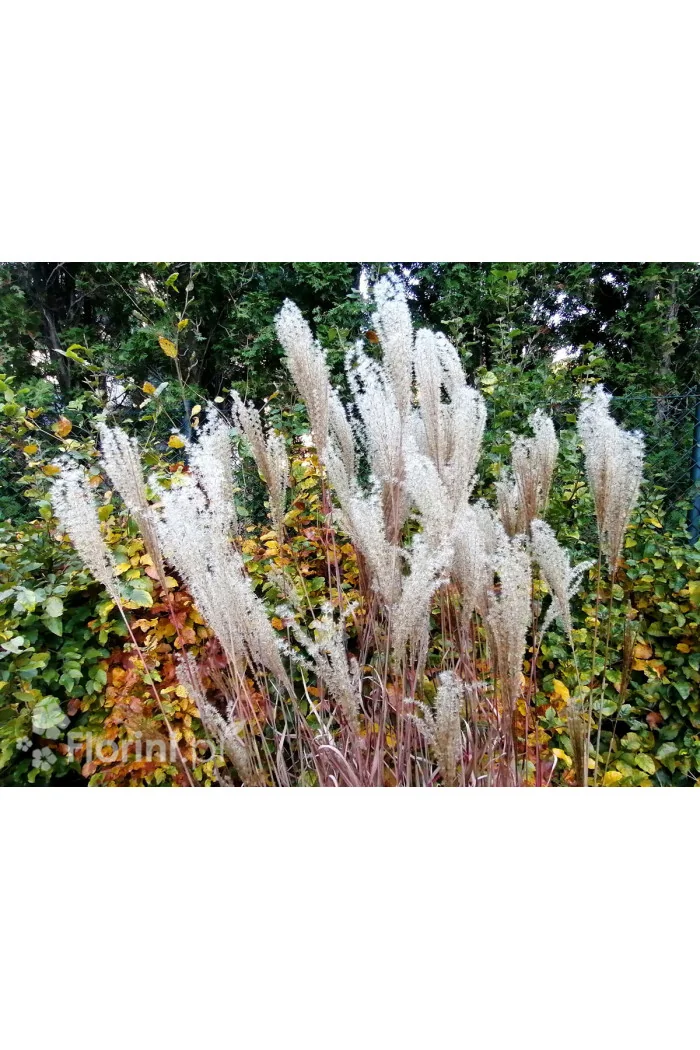Miskant chiński 'Dronning Ingrid' | Miscanthus sinensis